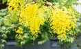 Hoa muồng Hoàng yến tại Ecogarden